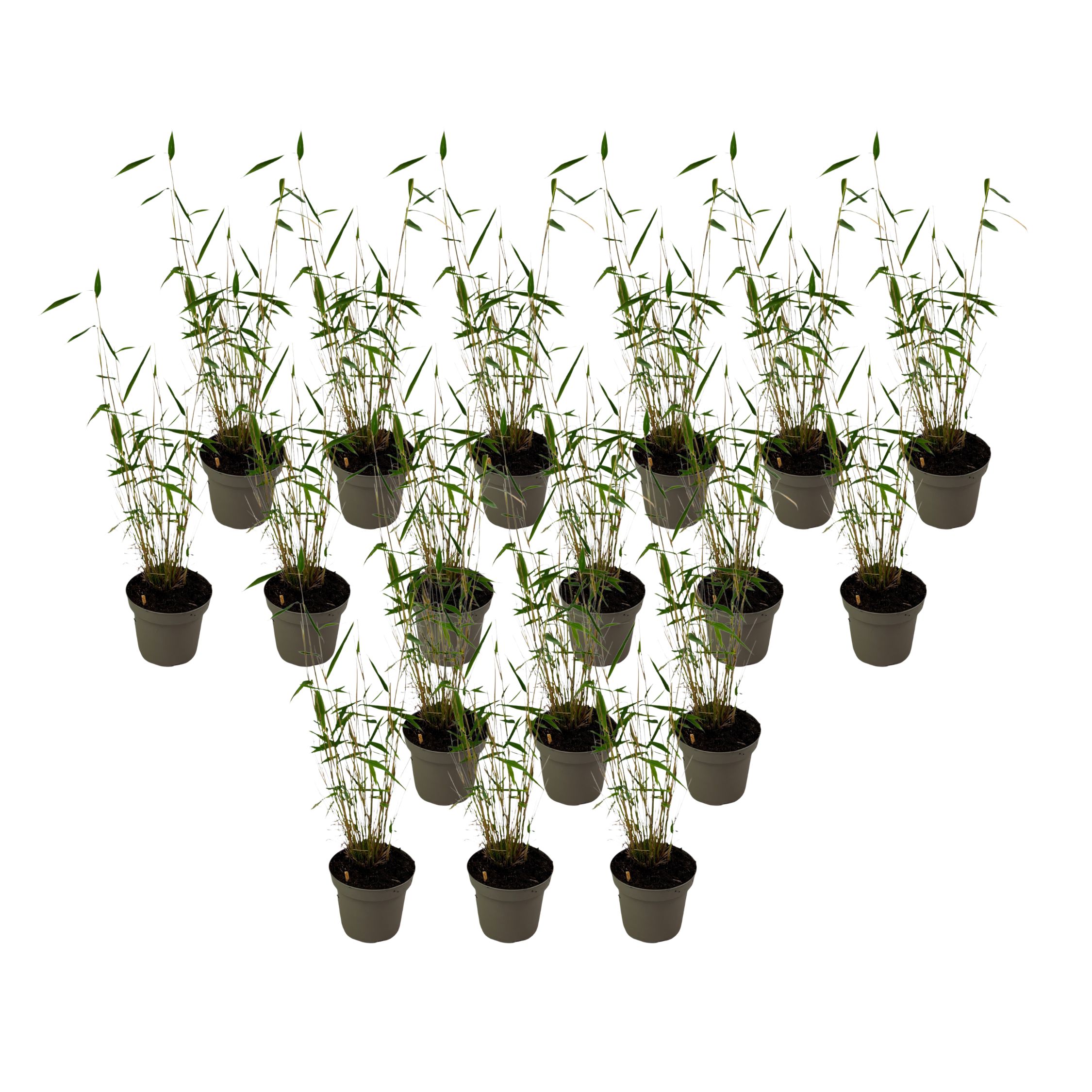 Sininen varsi bambu - 18 kpl - Fargesia 'Blue Dragon - Korkeus 30-40 cm - ⌀13 cm