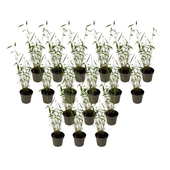 Sininen varsi bambu - 18 kpl - Fargesia 'Blue Dragon - Korkeus 30-40 cm - ⌀13 cm