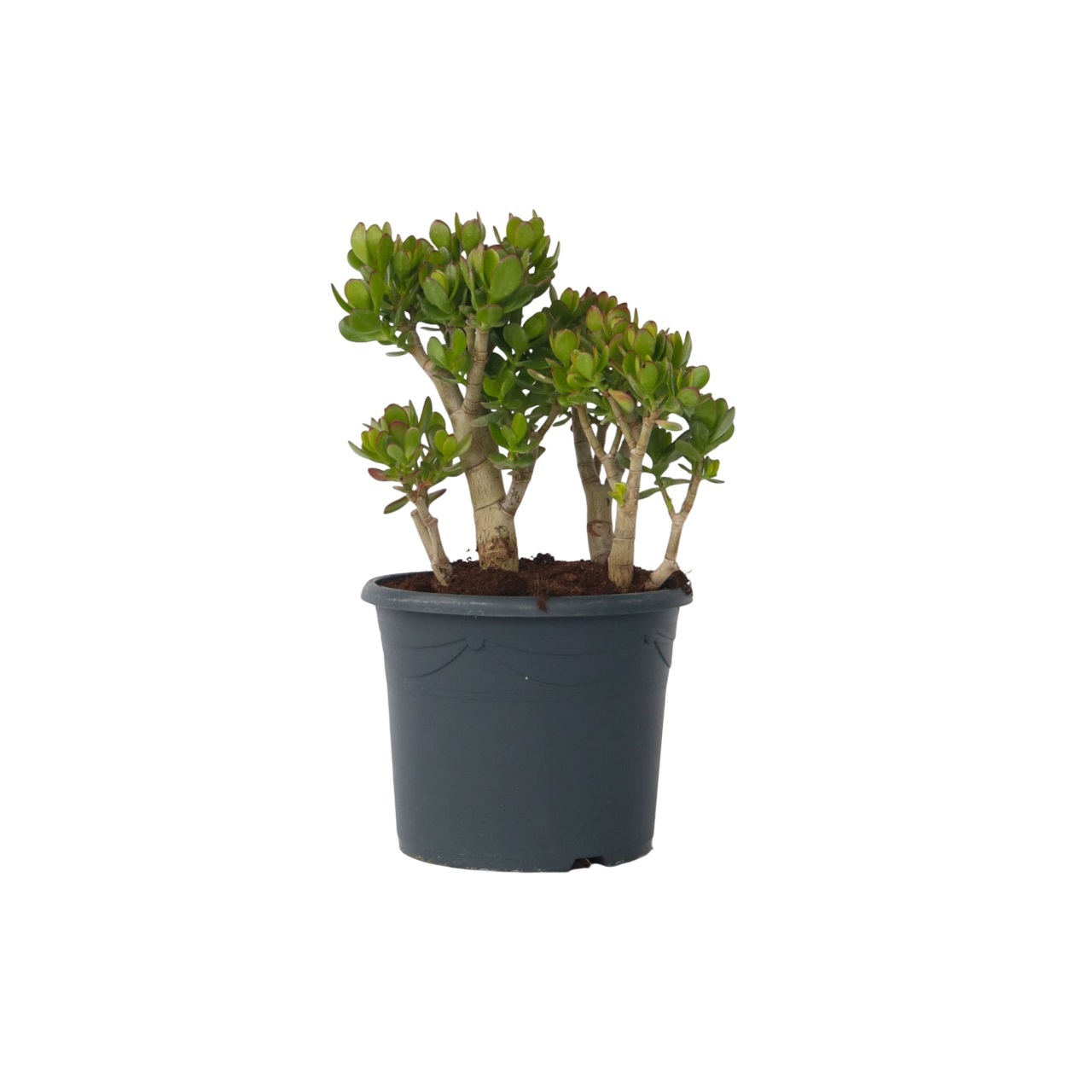 Jadekasvi - Crassula ovata 'Minor' - Korkeus 60-65cm - ⌀30cm