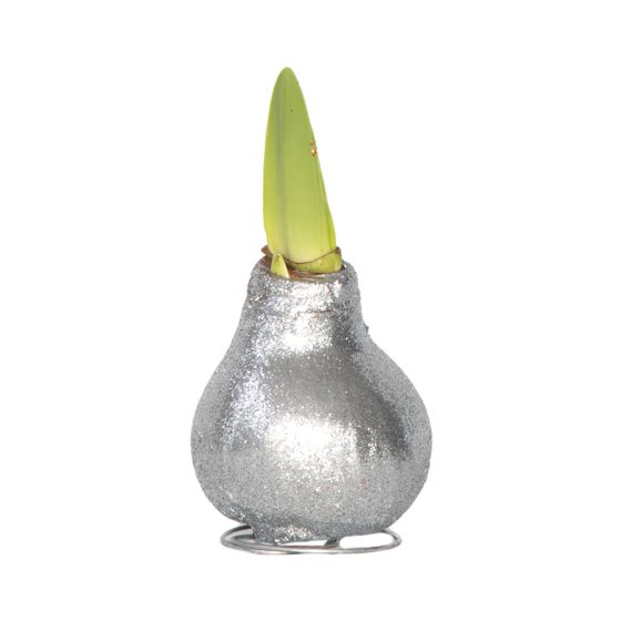 Amaryllis - Hippeastrum 'Glitter Silver' - Kukkasipuli - Punainen