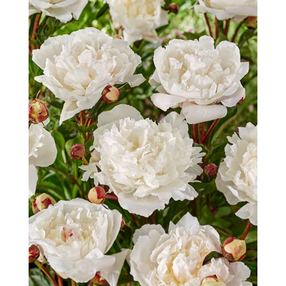 Pioni - 2 kpl - Paeonia - Juurenpalat - Vaaleanpunainen