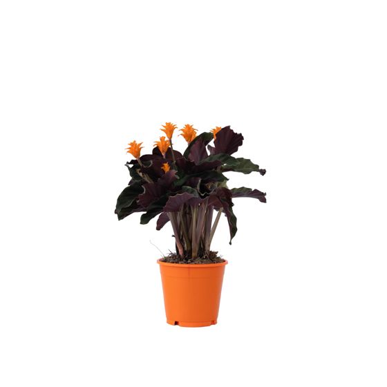 Rukouskasvi - Calathea crocata 'Tassmania' - Korkeus 40–50cm - ⌀14cm