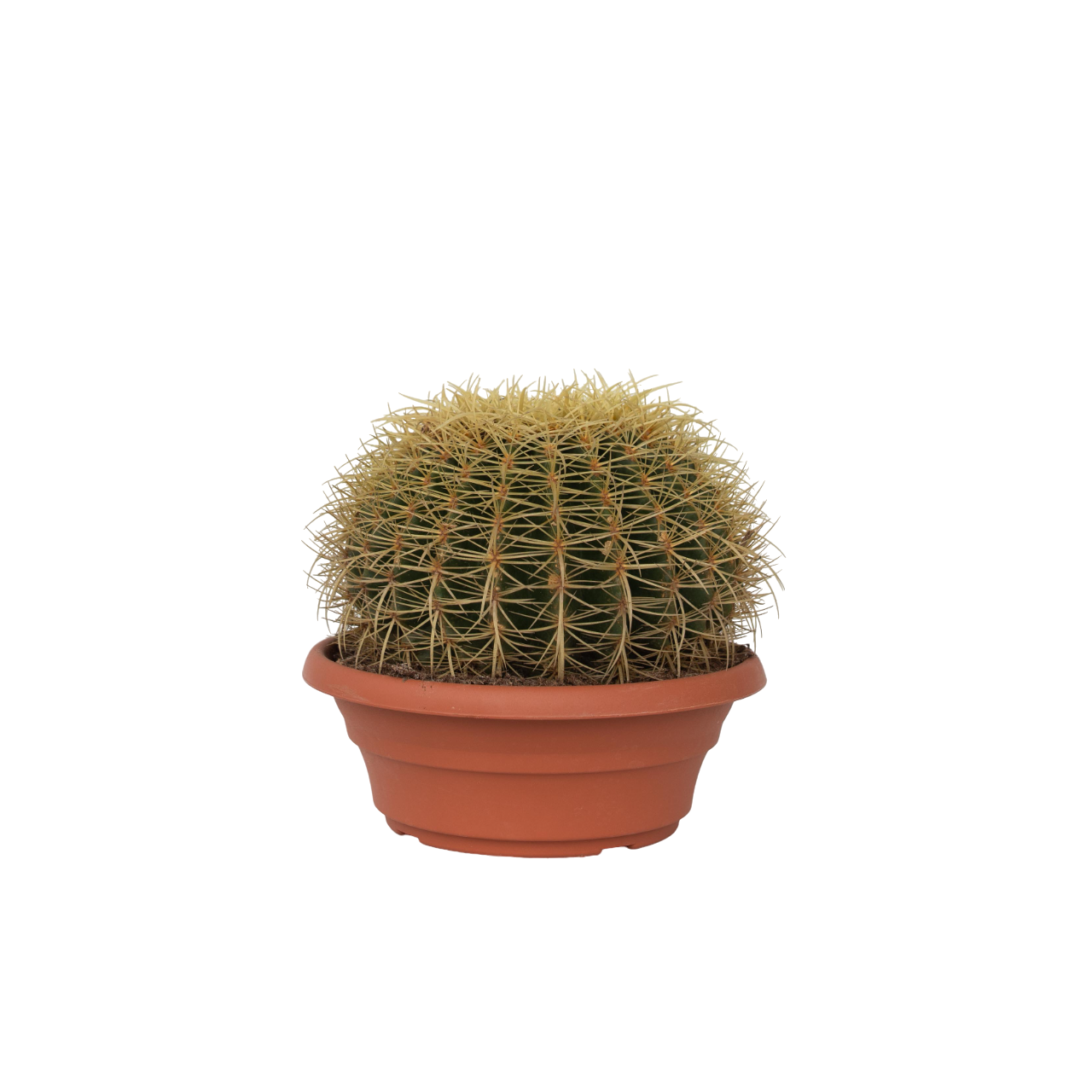 Kultakartio kaktus - Echinocactus grusonii - Korkeus 25-35 cm - ⌀25 cm