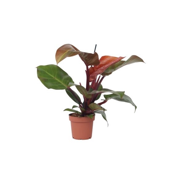 Sydänkasvi - Philodendron 'Sun Light' - Korkeus 20-30cm - ⌀12cm