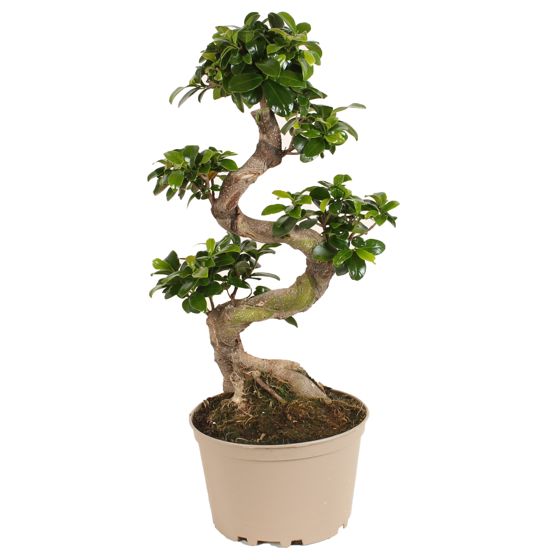 Verhotammi - Ficus microcarpa 'ginseng' - Korkeus 60-70cm - ⌀22cm