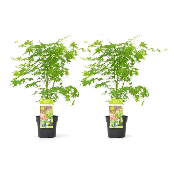 Japanin vaahtera - 2 kpl - Acer palmatum 'Going Green' - Korkeus 50-60cm - ⌀19cm