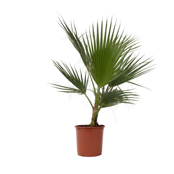 Meksikon viuhkapalmu - Washingtonia robusta - Korkeus 70-90 cm - ⌀21 cm