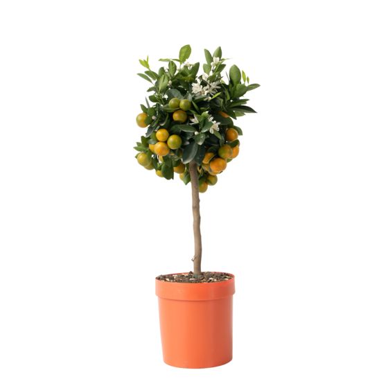 Kalamansi-lime - Citrus mitis 'Calamondin' - Korkeus 55-65 cm - ⌀19 cm
