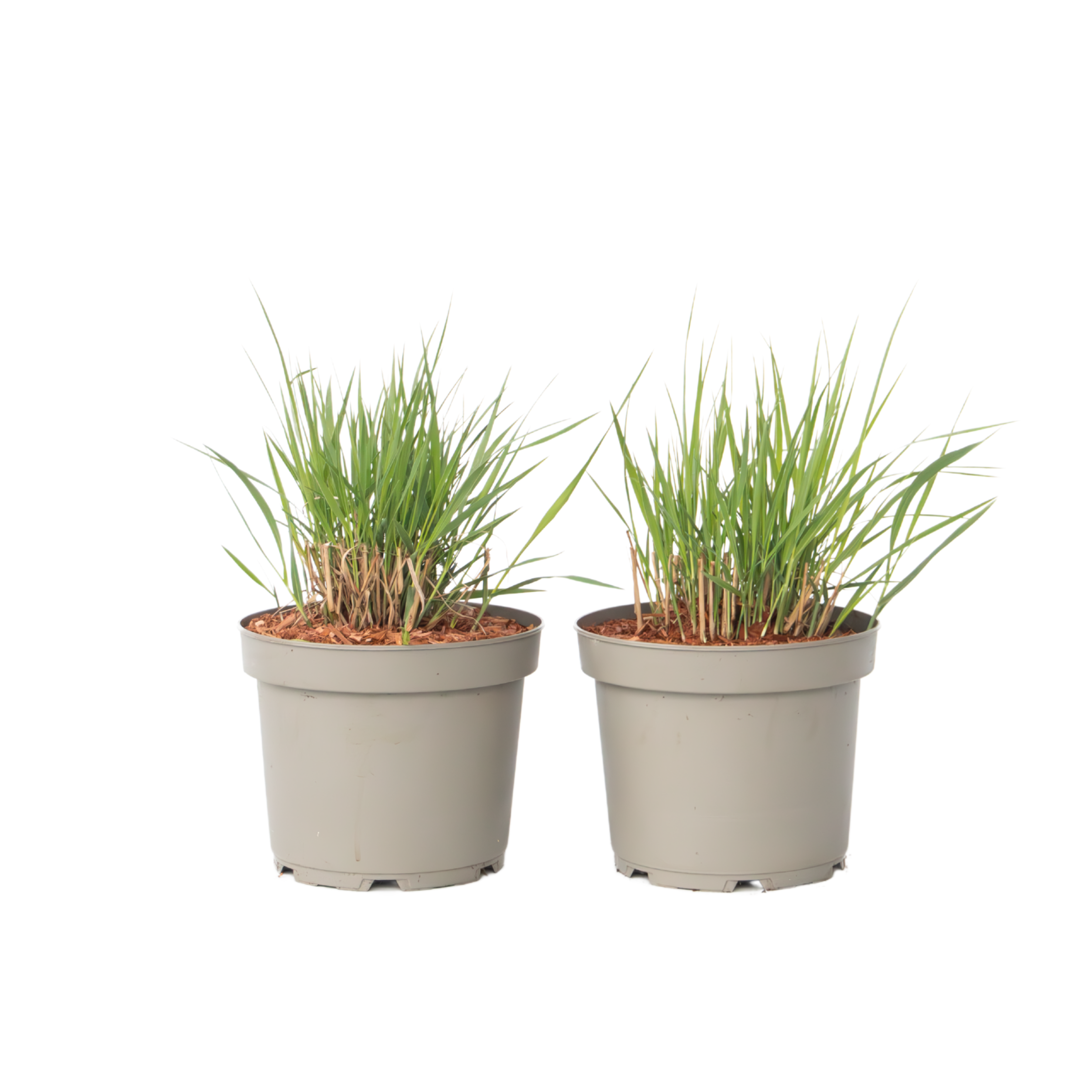 Switch-ruoho - 2 kpl - Panicum virgatum 'Heavy Metal' - Korkeus 40-60cm - ⌀23cm