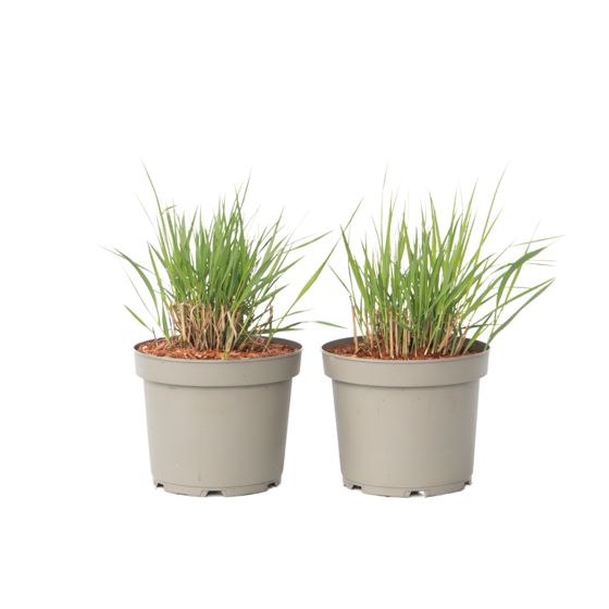 Switch-ruoho - 2 kpl - Panicum virgatum 'Heavy Metal' - Korkeus 40-60cm - ⌀23cm