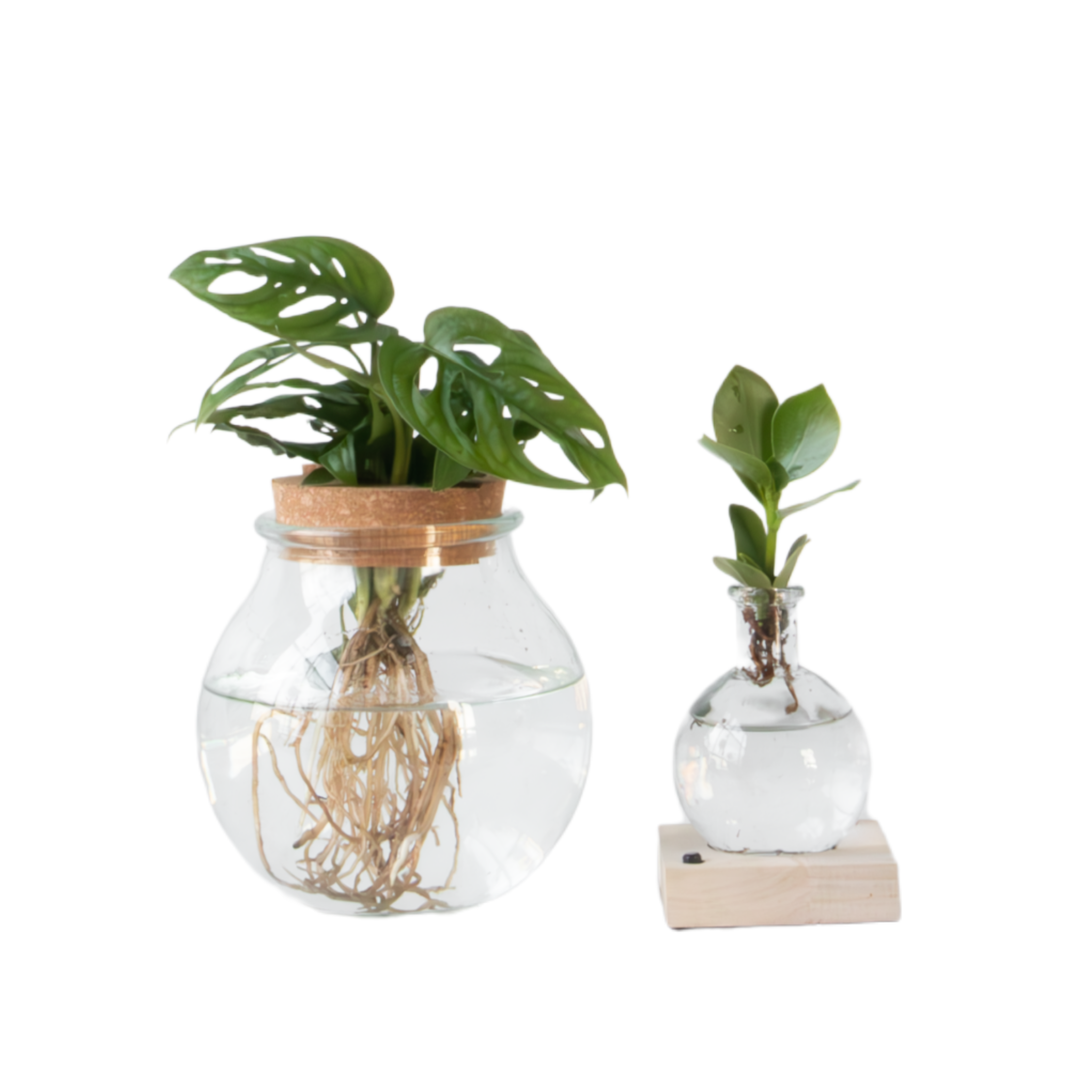 Kasviseos lasissa - 2 kpl setti - Clusia Monstera - Korkeus 15–35cm - ⌀20cm