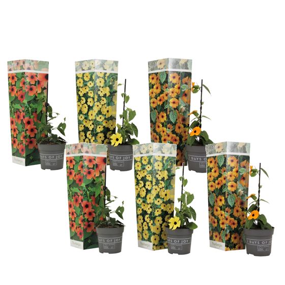 Mustasilmäsusanna - 6 kpl - Thunbergia alata - Korkeus 25-40cm - ⌀9cm