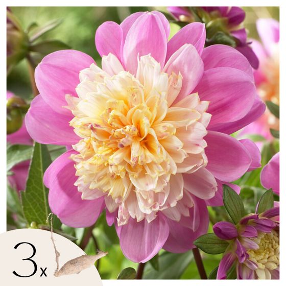 Daalian juurakot - 3 kpl - Dahlia 'Take Off' - Kukkasipulit - Vaaleanpunainen