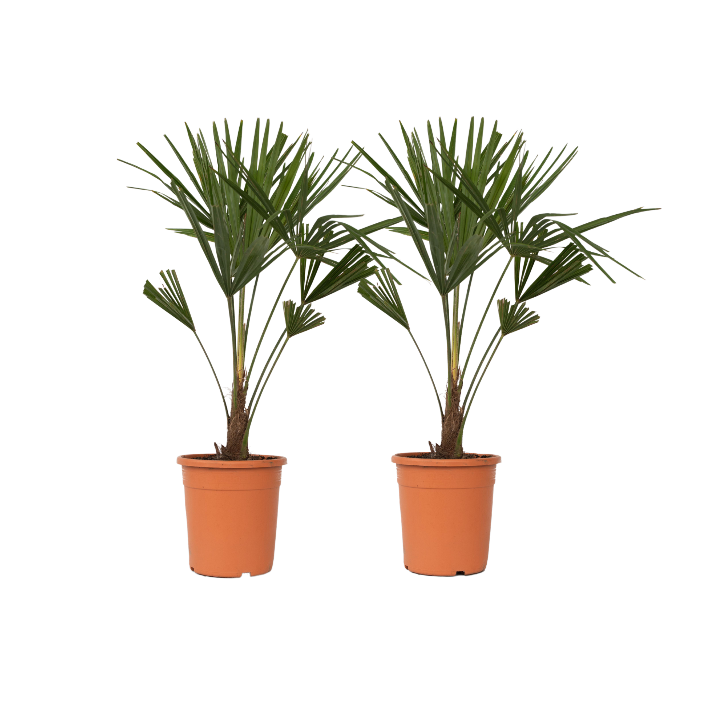 Kiinan tuulipuu - 2 kpl - Trachycarpus fortunei - Korkeus 65-75cm - ⌀21cm