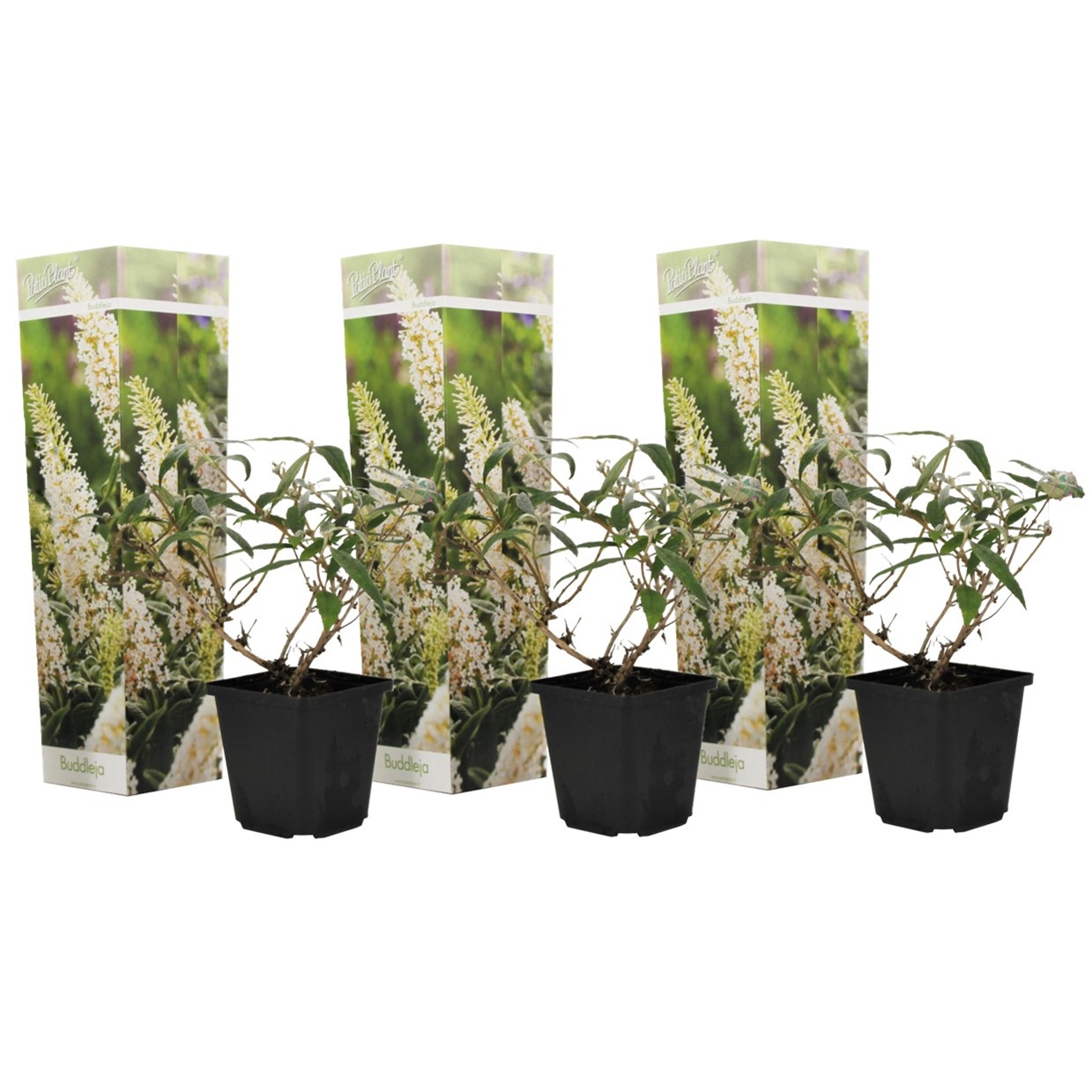 Kesäsyreeni - 3 kpl - Buddleja davidii 'White Profusion' - K25-40cm - ⌀9cm