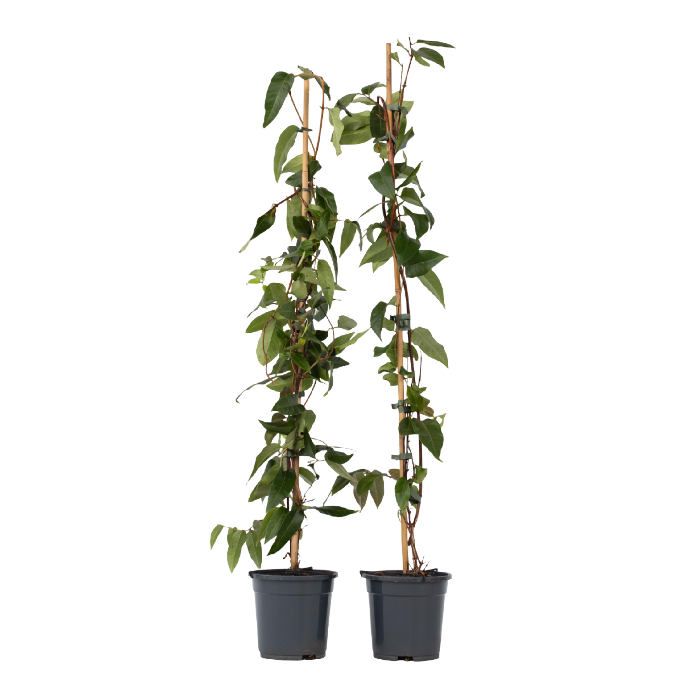 Kielo - 2 kpl - Lonicera henryi 'Copper Beauty' - Korkeus 110-120 cm - ⌀17 cm