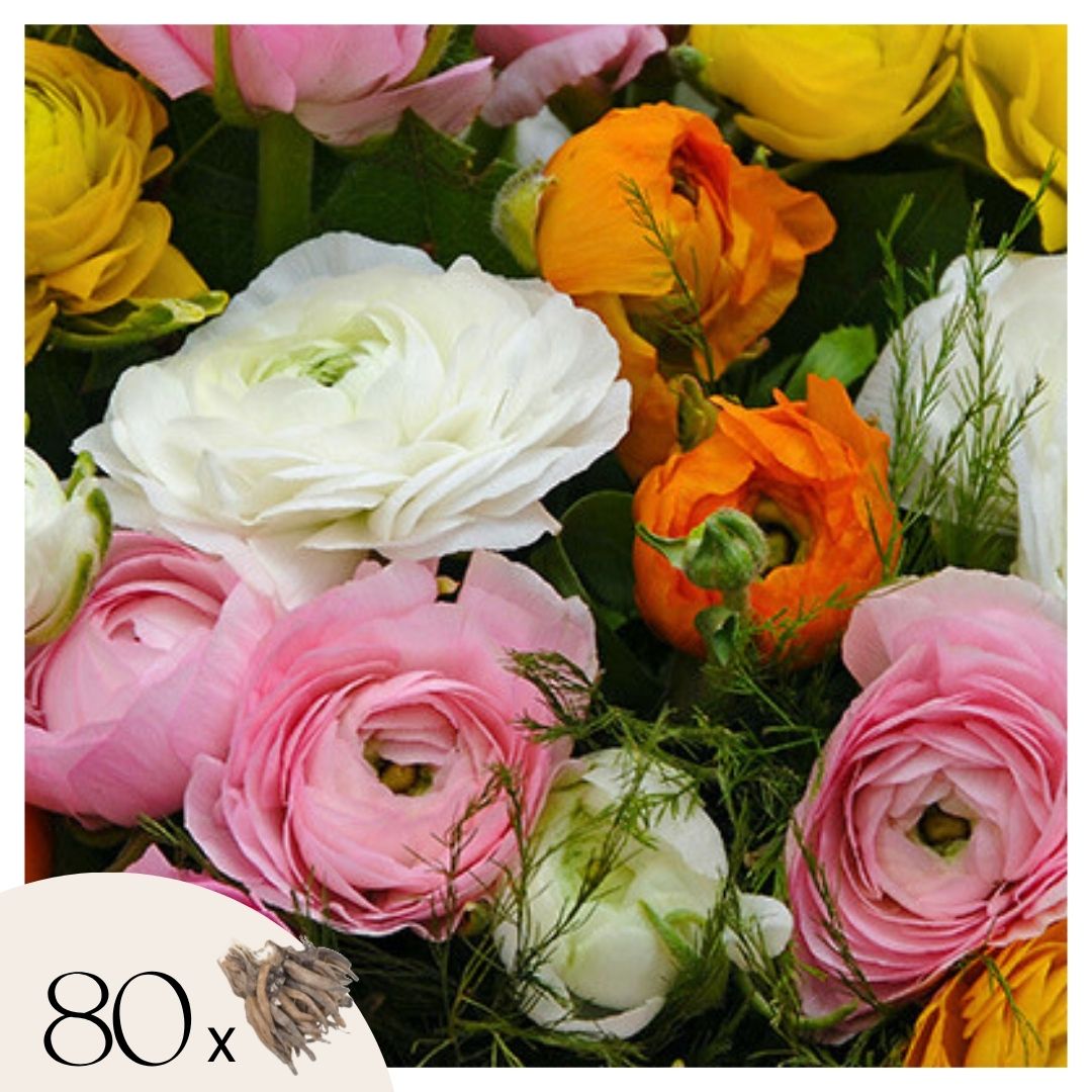 Leinikki - 80 kpl - Ranunculus - Kukkasipulit