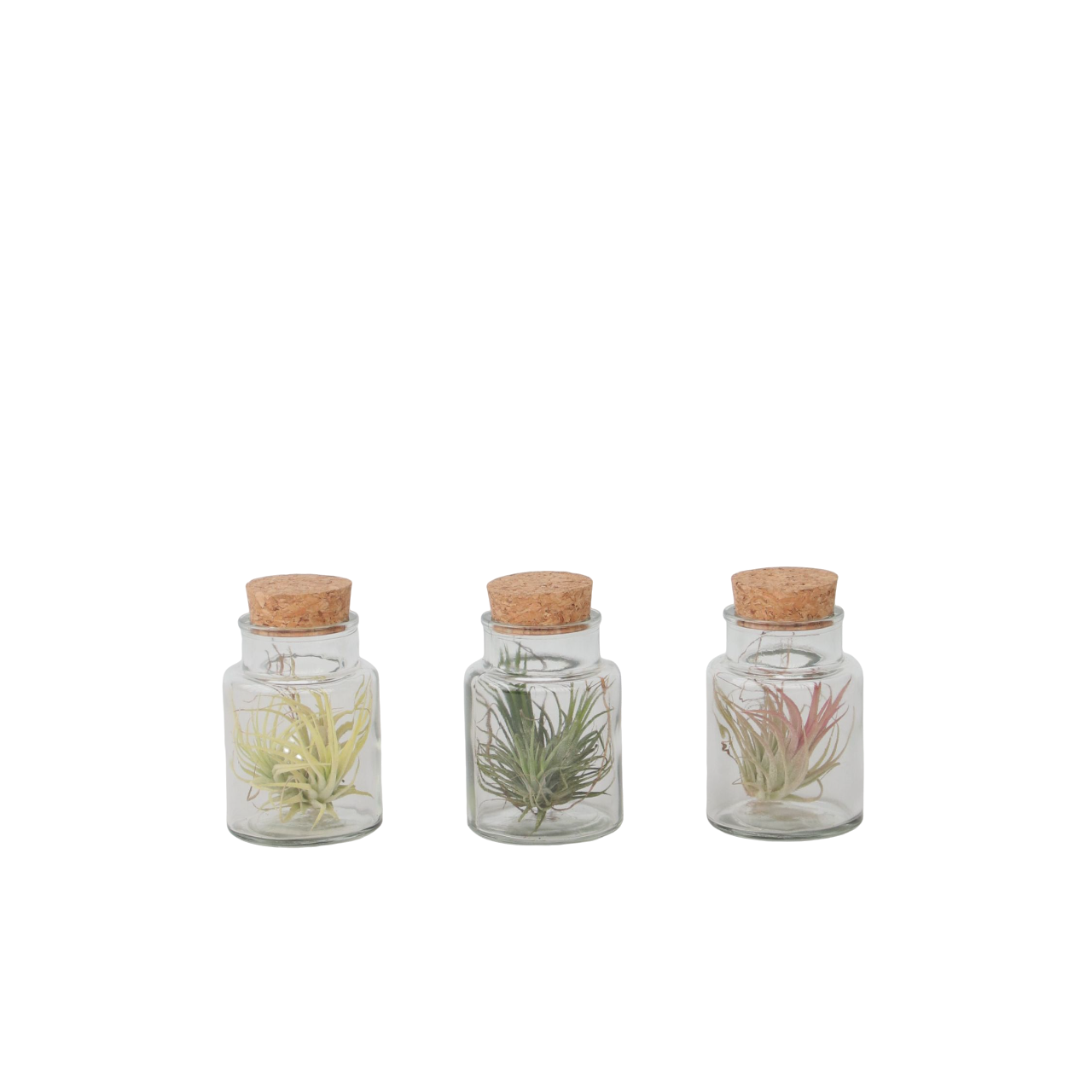 Ilmakasvi lasissa - 3 kpl - Tillandsia - Korkeus 5-15cm - ⌀5cm
