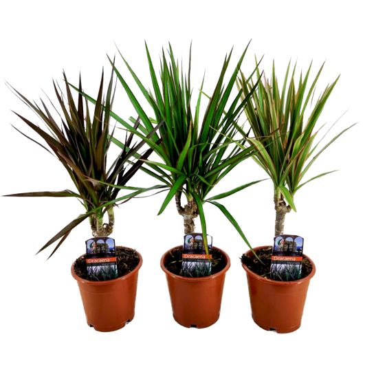 Madagaskarin lohikäärmepuu - 3 kpl - Dracaena marginata - K30-40cm - ⌀12cm