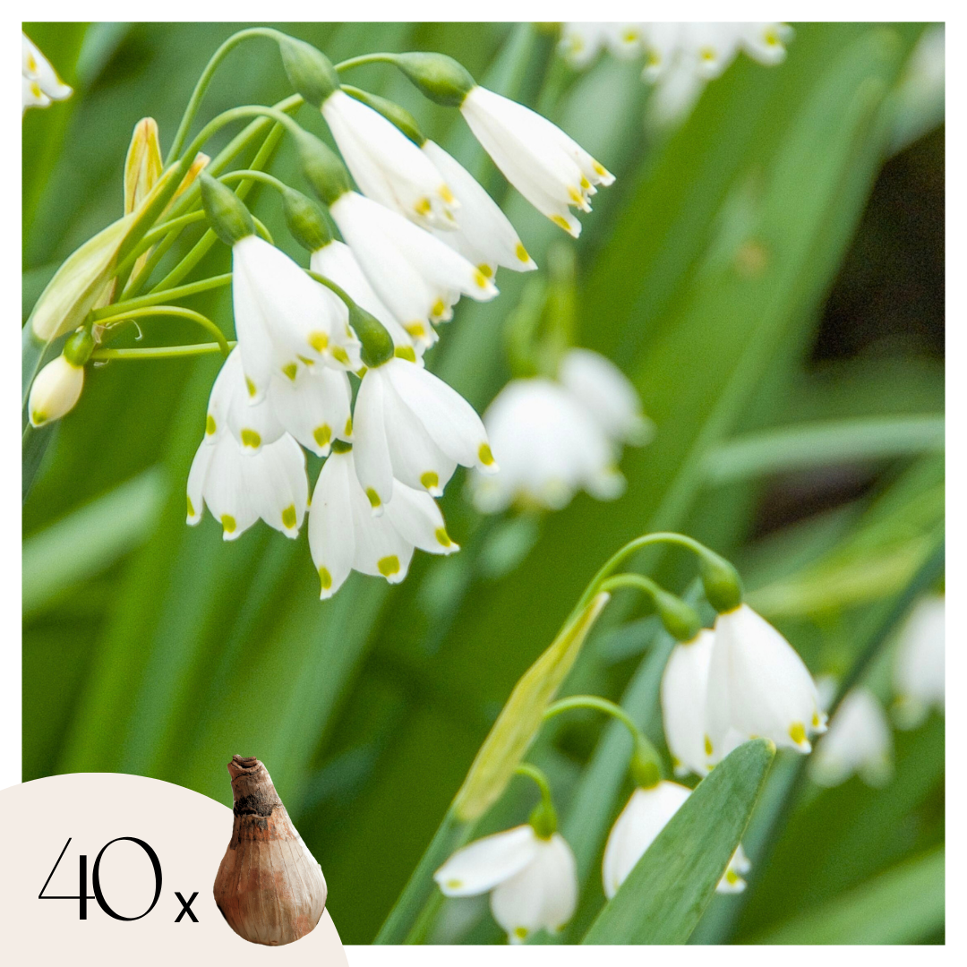 Kesälumikello - 40 kpl - Leucojum aestivum - Kukkasipulit - Valkoinen