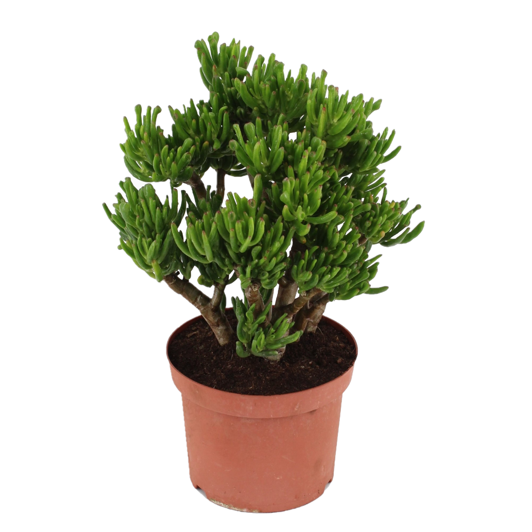 Jadekasvi - Crassula ovata 'Hobbit' - Korkeus 45-50cm - ⌀23cm
