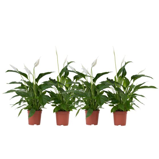 Kauhanliilia - 4 kpl - Spathiphyllum 'Lima' - Korkeus 60–75cm - ⌀12cm