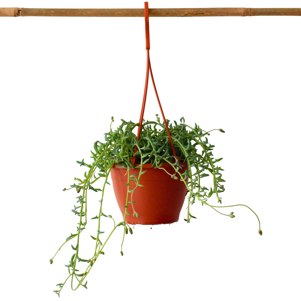 Delfiiniketju - Senecio peregrinus - Korkeus 10-20cm - ⌀12cm