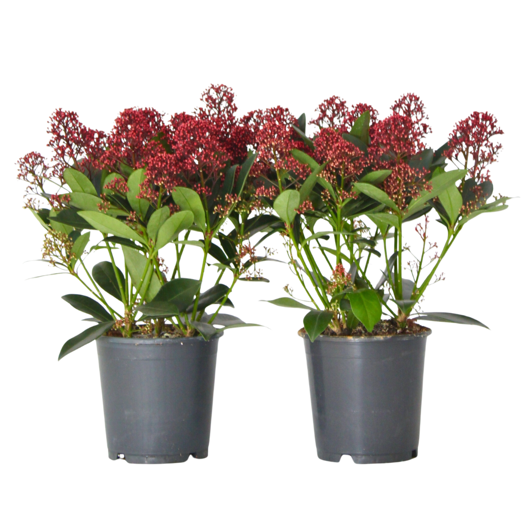 Japanin skimmia - 2 kpl. - Skimmia japonica 'Rubella' - K35-45cm - ⌀15cm