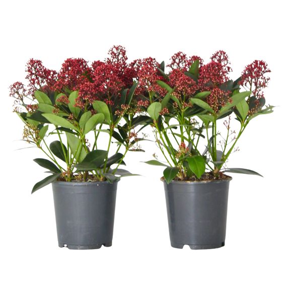 Japanin skimmia - 2 kpl. - Skimmia japonica 'Rubella' - K35-45cm - ⌀15cm