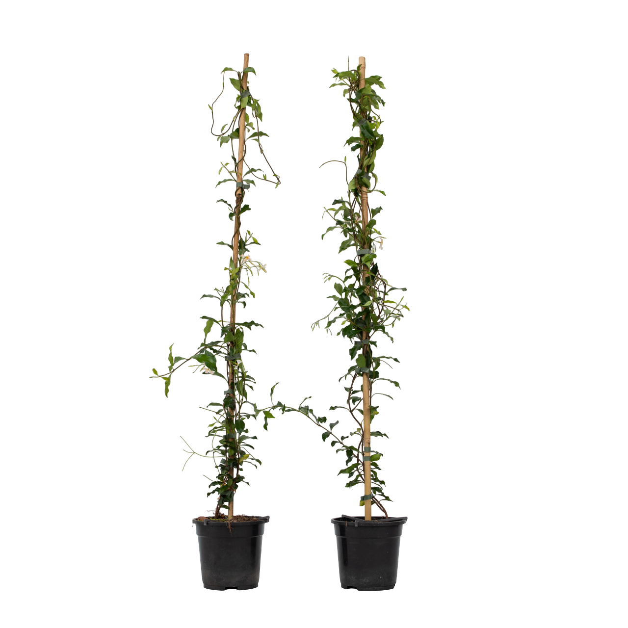 Jasmiinitähti - 2 kpl - Trachelospermum jasminoides - Korkeus 110-120cm - ⌀17cm