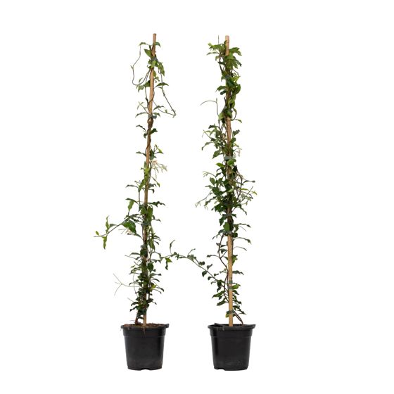 Jasmiinitähti - 2 kpl - Trachelospermum jasminoides - Korkeus 110-120cm - ⌀17cm