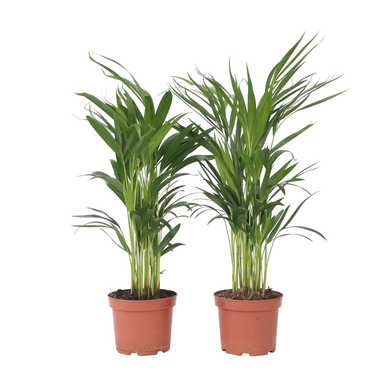 Arekapalmu - 2 kpl - Dypsis lutescens - Korkeus 60-70cm - ⌀17cm
