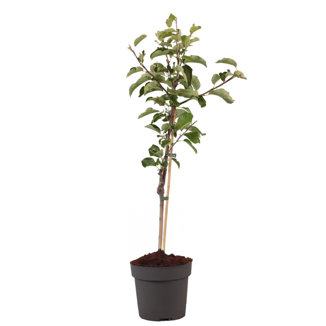 Omenapuu - Malus domestica 'Elstar' - Korkeus 90-100cm - ⌀21cm