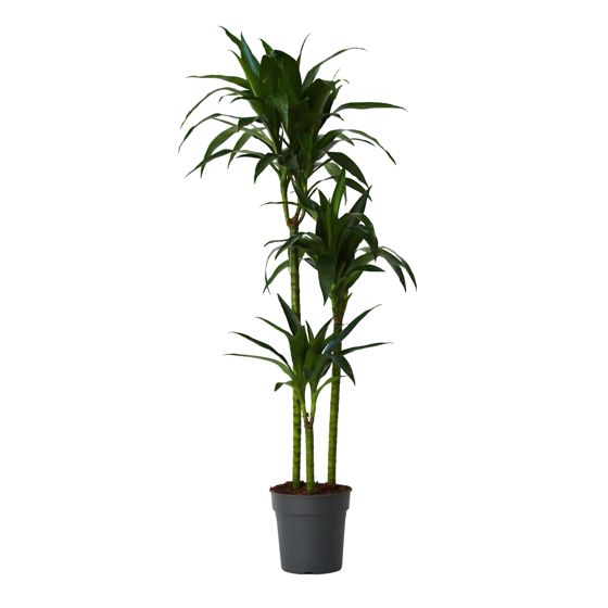 Lohikäärmipuu - Dracaena deremensis 'Janet Craig' - Korkeus 140-150cm - ⌀24cm