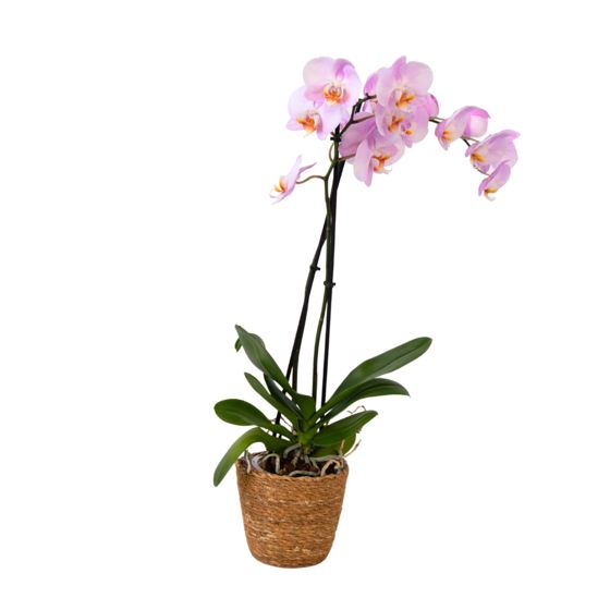 Perhoskämmekkä - Phalaenopsis - Korkeus 50-60 cm - ⌀12 cm