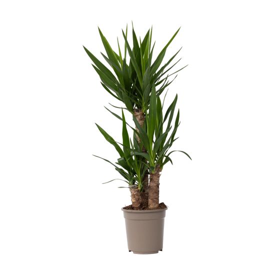 Jukkapalmu - Yucca elephantipes - Korkeus 70-80cm - ⌀21cm