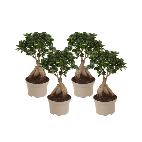 Verhotammi - 4 kpl - Ficus microcarpa - Korkeus 35-40cm - ⌀15cm
