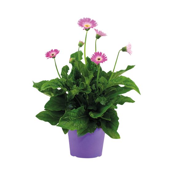 Gerbera garvinea - Purppura - Korkeus 45-60cm - ⌀19cm