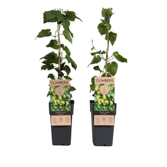 Humala - 2 kpl - Humulus lupulus 'Nordbrau' - Korkeus 50-60 cm - ⌀15 cm