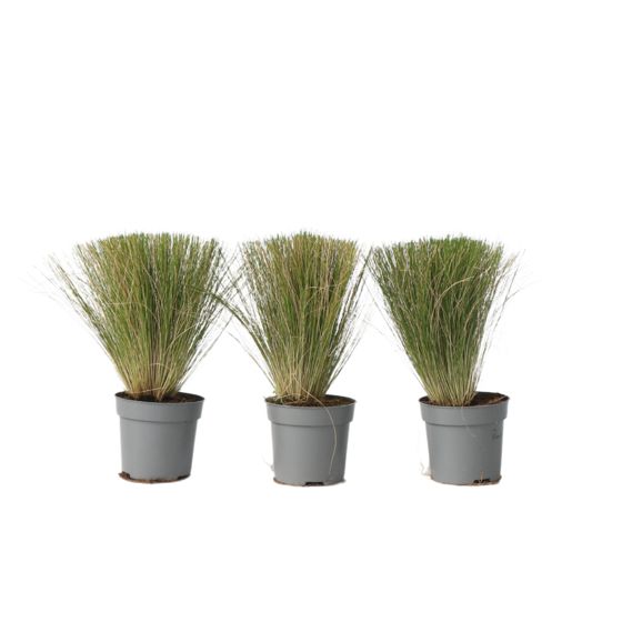 Meksikon sulkheinä - 3 kpl - Stipa tenuifolia 'Pony Tails' - K20-30cm - ⌀9cm