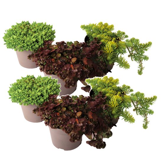 Muurain - 6 kpl - Sedum reflexum - Korkeus 10-15cm - ⌀12cm