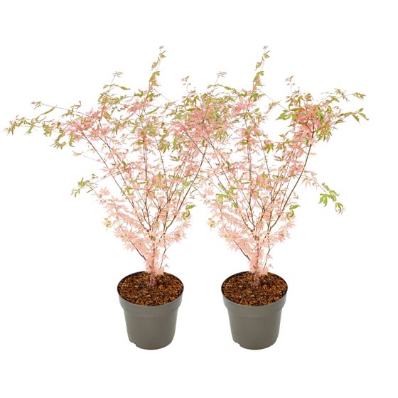 Japanin vaahtera - 2 kpl - Acer palmatum 'Taylor' - Korkeus 50-60cm - ⌀19cm