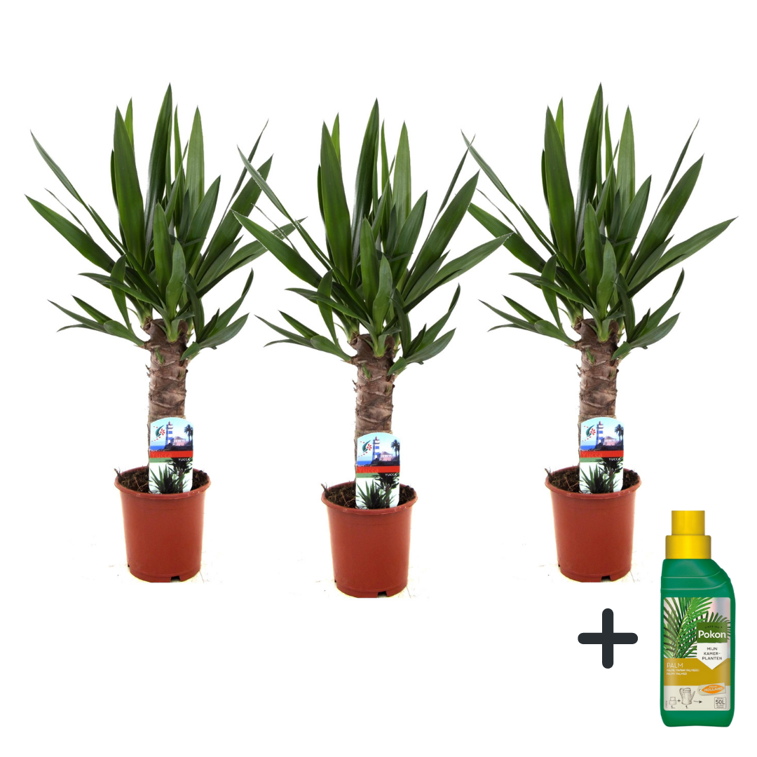Jukkapalmu - 3 kpl - Yucca elephantipes - Korkeus 50-60cm - ⌀14cm