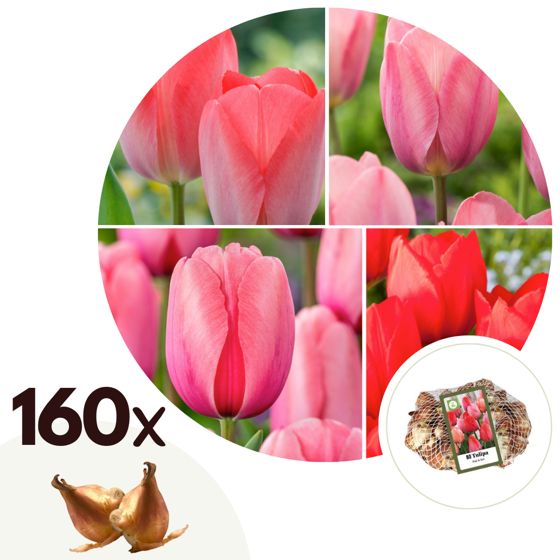 Tulppaaninsipulit - 160 kpl - Tulipa 'Salmon', 'Van Eijk' - Punainen