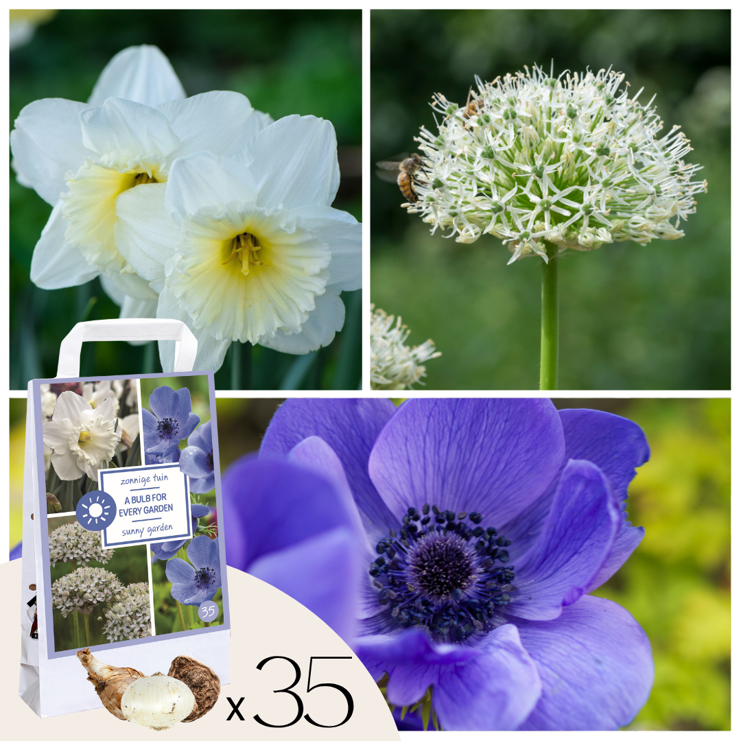 Kukkasipulit - 35 kpl - Sunny Garden Box - Anemone Allium Narsissi