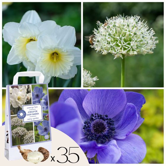 Kukkasipulit - 35 kpl - Sunny Garden Box - Anemone, Allium, Narsissi