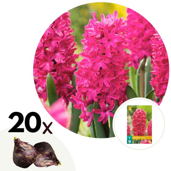 Hyasintti - 20 kpl - Hyacinthus 'Jan Bos' - Kukkasipulit - Punainen