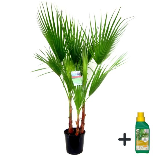 Meksikon viuhkapalmu - Washingtonia robusta - Korkeus 70-90 cm - ⌀21 cm