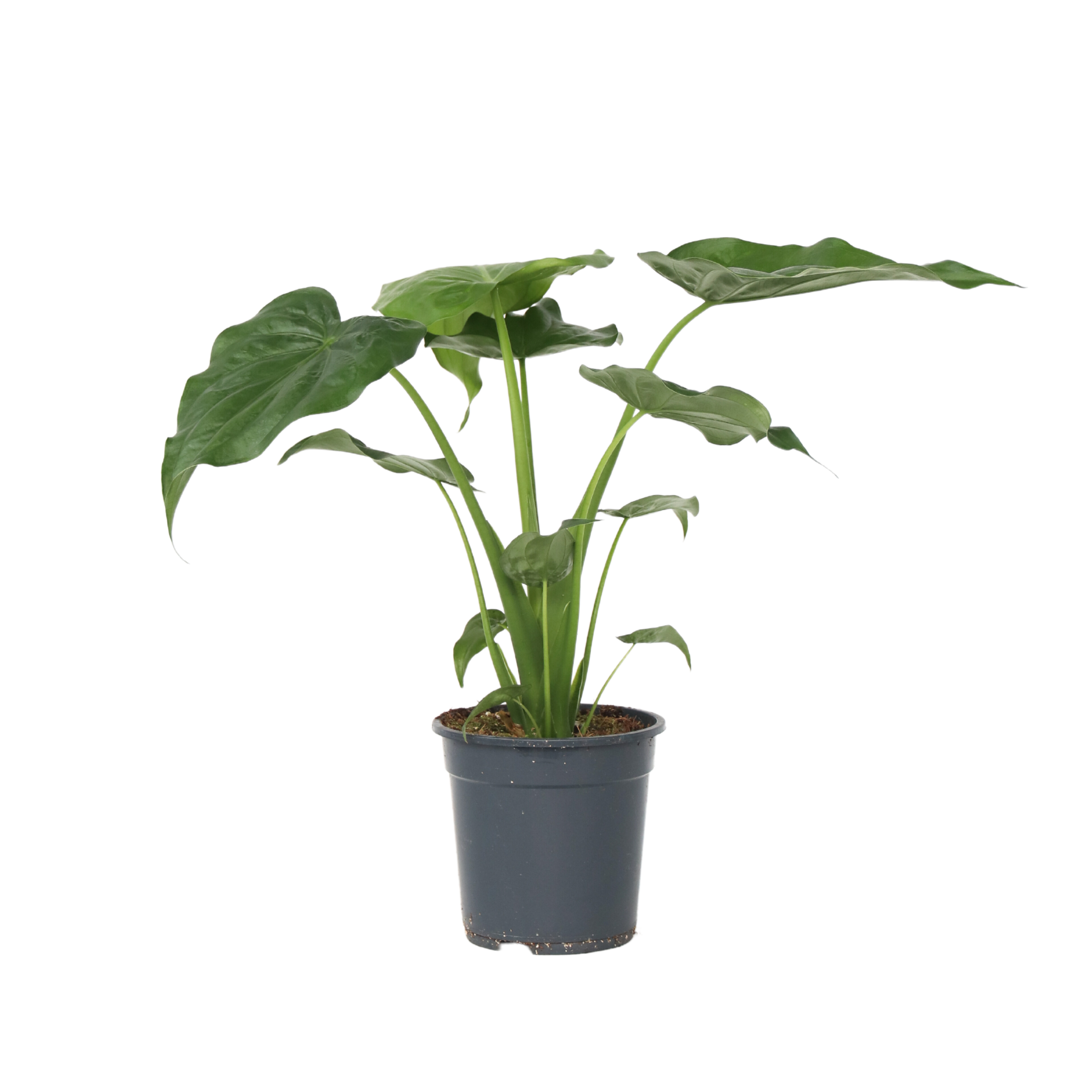 Juurakkovehka - Alocasia 'Cucullata' - Korkeus 70-80cm - ⌀19cm