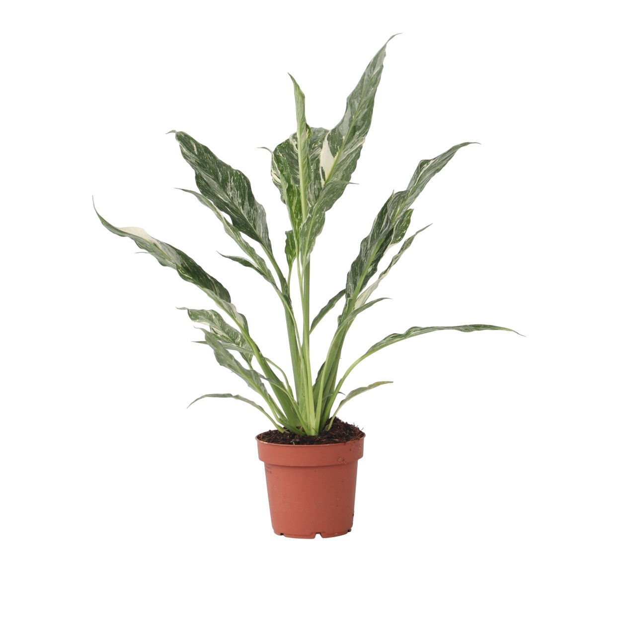 Kauhanliilia - Spathiphyllum 'Diamond' - Korkeus 40–50cm - ⌀12cm